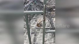 Heroic police officers rescue leopard cat from barbed wire peril in China