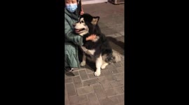 Adorable Alaskan Dog Cries Out on Road After Getting Separated from Owner in China