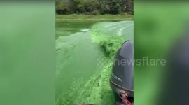 River turns bright green and kills off fish in algae invasion