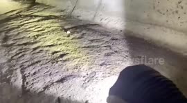 Rescuers crawl through narrow concrete tunnel to save stray puppies trapped inside