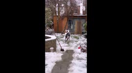 Dog's hilarious heist: snowman's carrot nose stolen in Bedford winter scene