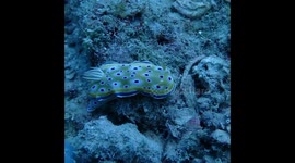 Mesmerizing nudibranch stroll: underwater elegance in Zanzibar, Tanzania
