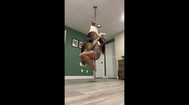 Kingston the canine co-star joins pole dancing workout in Saguenay, Quebec