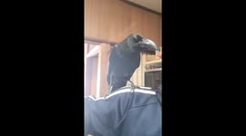 Feathered shenanigans: crow's playful antics in Odawara, Japan