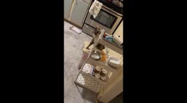 Weird cat acts like a totally insane psychopath *Hilarious Cat Antics*