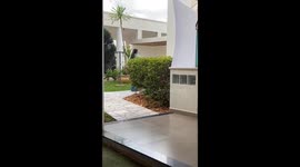 Woman almost screams out her lungs after spotting a garden lizard *Hilarious*