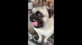 Pug Slathers Windows In Spit