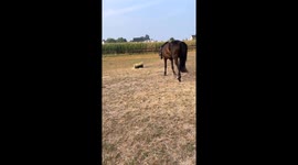 Horse Scared By Hay Cat