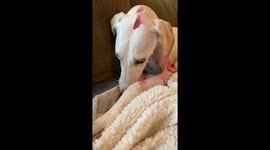 Lively lurcher leaves lipstick trail in mischievous romp