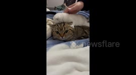 Cat Reaction to kitten in Guangdong Province, China