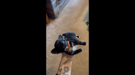 Tiny Pup Rests In A Hand