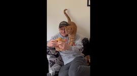 Orange Cat Wants Your Food