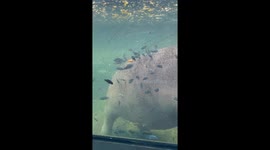 Captive Hippo Has Luxurious Spa Day