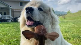 Dear Suckles On Dog's Jowls