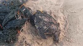 A sea turtle caught in a fishing net was later rescued by social activists and released into the sea