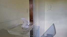White dove taking a bath and soaking in the water