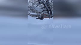 Rare Moose Sighting in Anchorage, Alaska