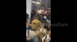 Golden retriever confused in the crowd in Shantou, China