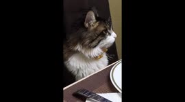 My cat at the table to eat, very patiently waiting for his plate