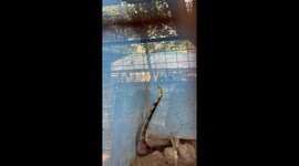 The Gaint King Cobra make the crowed excited | Cobra can stand his feet quite easly