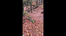 Root System Looks Like Bigfoot