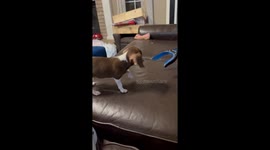 Puppy Meets Claw Grabber