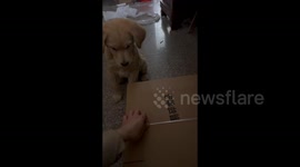 A Golden Retriever Replaces Scissors During Package Opening in Jinhua, China