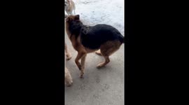 Colliding Dogs Explode Garbage Bag