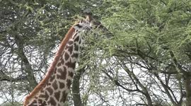 Tanzania gains popularity among Chinese tourists