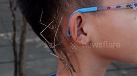 Young Chinese Boy with Stick Insects on his head and neck in Thailand