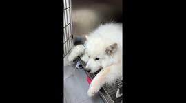Samoyed Sings Along With R&B Song After Operation in Chinese Hospital