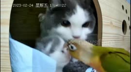 Surprising friendship blooms between parrot and cat