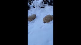Goldendoodle Puppies Play in the Snow
