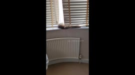 Please Do Not Disturb the Kitty