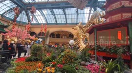 This is the Atrium at The Belagio Hotel and Casino Botanical Garden for the Chinese New Year