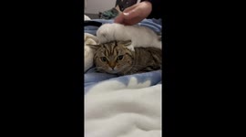American shorthair tabby lets kitten play on his head