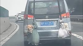 Dogs hung at back of packed van on journey home for Chinese New Year celebration