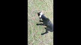 Mutant sheep with two eyeballs in one socket born at farm in the Philippines
