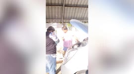 Large python stuck in car engine rescued