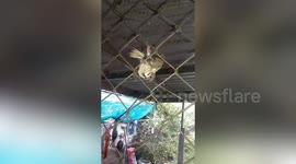 Passer-by rescues sparrow with leg caught on mesh net