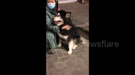 Adorable Alaskan Dog on the Road After Separating from Owner in Bozhou, China