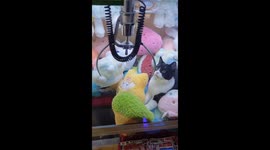 Cat's playful adventure inside claw machine captivates in China
