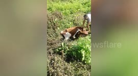 Cow rescued after it falls into drain in central India
