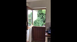 Excitable border collie pup goes hopping mad to see what's happening