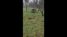 Feathered frenzy: Kiko the Duck and Galeón the rooster's hilarious daily showdown in Vaqueria