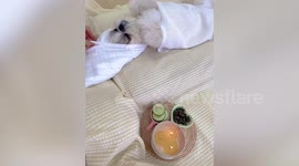 Pampered pet dog has spa with cucumbers on her eyes