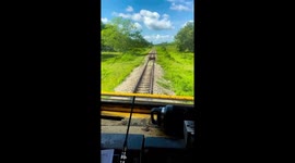 Train driver slams brakes to avoid cow on tracks