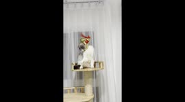 Pet cat unhappy with his Chinese New Year accessory