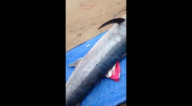 Vietnamese fisherman showcases his huge marlin catch that pocketed him $1,000