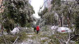 Ice and snow trigger massive tree branch breakages across Chinese city